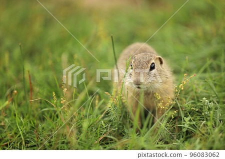 Attentive European Ground Squirrel, Spermophilus citellus, sitting in the green grass during summer, Czech Republic Attentive European Ground Squirrel, Spermophilus citellus, sitting in the green grass during summer, Czech Republic 96083062