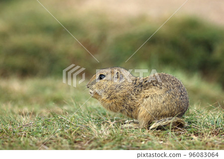 European ground squirrel standing ion the meadow. Spermophilus citellus Wildlife scene from nature. Ground squirrel on meadow European ground squirrel standing ion the meadow. Spermophilus citellus Wildlife scene from nature. Ground squirrel on meadow 96083064