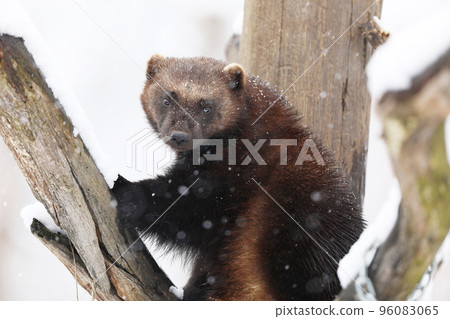 Wolverine on branche in winter.  Wolverine in Finland tajga. Wildlife scene from north of Europe. 96083065