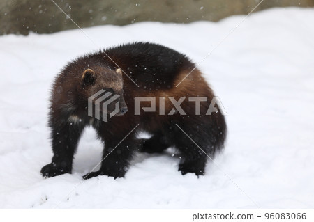 Wolverine in winter.  Wolverine in Finland tajga. Wildlife scene from north of Europe. 96083066
