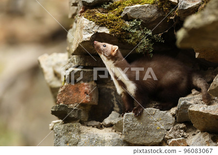 Beech marten. Small predator in the nature habitat. Wildlife scene, Czech republic. Stone marten between stones 96083067
