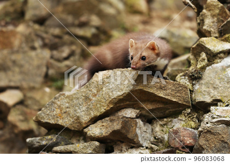 Beech marten. Small predator in the nature habitat. Wildlife scene, Czech republic. Stone marten between stones 96083068
