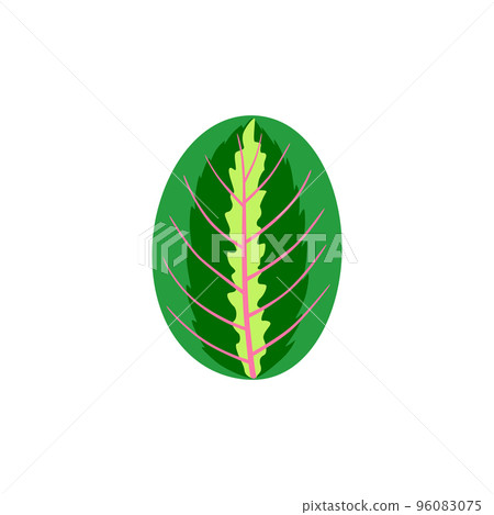 Leaf of tropical Maranta. Floral and botanical design element Leaf of tropical Maranta. Floral and botanical design element 96083075