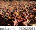 Withered leaves on the ground 96083563