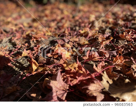 Withered leaves on the ground Withered leaves on the ground 96083563