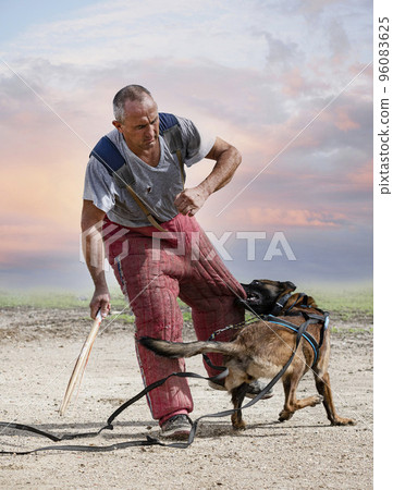 training of belgian shepherd training of belgian shepherd 96083625