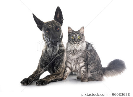 Dutch Shepherd and maine coon 96083628