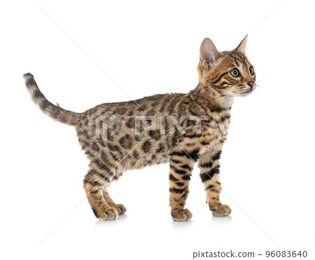 bengal kitten in studio 96083640