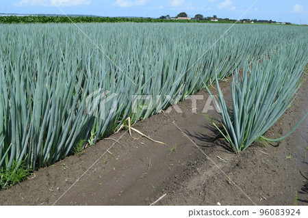 Long-tailed farm field 96083924