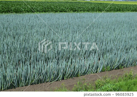 Long-tailed farm field 96083925