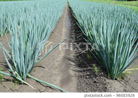 Long-tailed farm field Long-tailed farm field 96083926