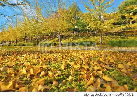 Forest of health deepens in autumn 96084591