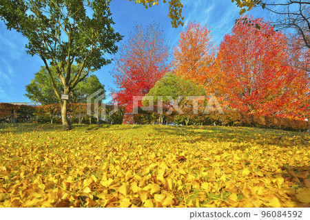 Forest of health deepens in autumn 96084592