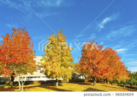 Forest of health deepens in autumn 96084604