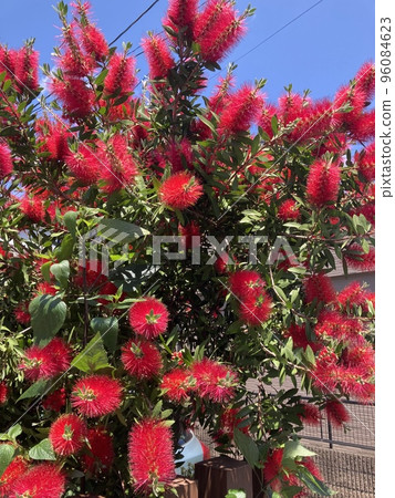 It is a red thorny bottlebrush that blooms at the end of May. 96084623
