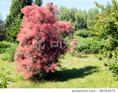 Shrub of red Scumpia tree with feathery appearance in the botanical garden Shrub of red Scumpia tree with feathery appearance in the botanical garden 96084674