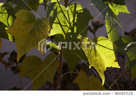 Yellow leaves of hibiscus in the late autumn sunset 96085529