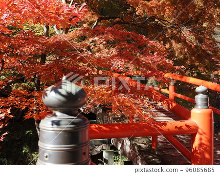 Ikaho Onsen in autumn, colored leaves of Kajikabashi 96085685