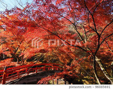 秋天的伊香保溫泉，梶卡橋的紅葉 96085691