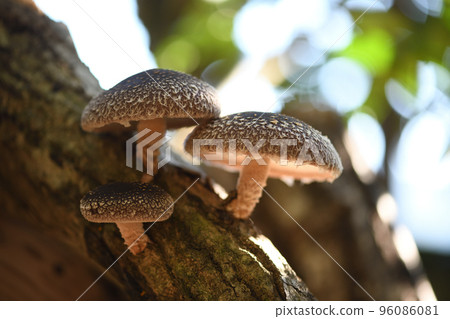 Shiitake mushrooms and logs 96086081