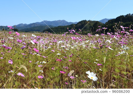 里山盛開的波斯菊花 96086200