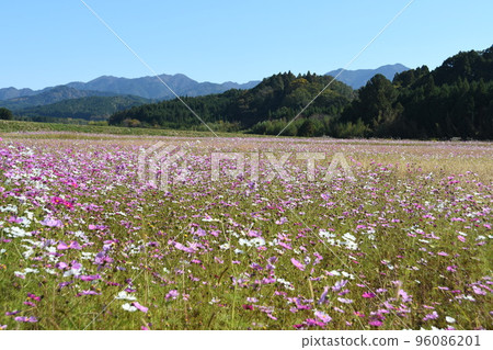 里山盛開的波斯菊花 里山盛開的波斯菊花 96086201