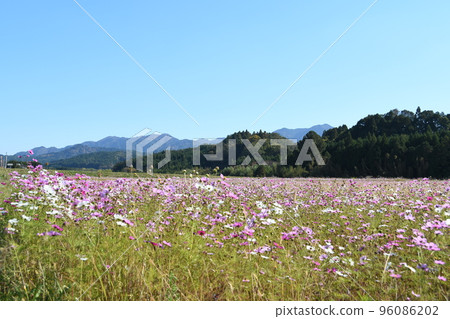 里山盛開的波斯菊花 里山盛開的波斯菊花 96086202