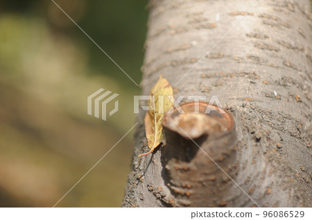 fallen leaves hanging from a tree 96086529