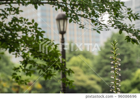 Acanthus flowers blooming in Hibiya Park in early summer against the background of city buildings 96086696