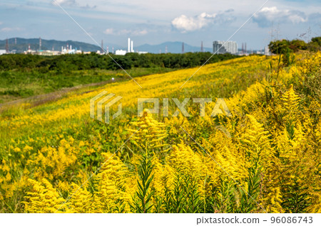 Seita kuwadachi sou blooming in the levee of the Yodo River 96086743
