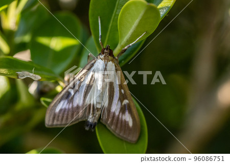 黃楊蛾 黃楊蛾 96086751