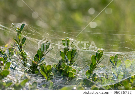 Shelf web of a spider that shines in the backlight Shelf web of a spider that shines in the backlight 96086752