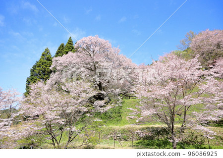 Buddha Ryuji Millennium Cherry Blossoms 96086925