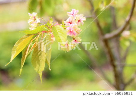 三好黃櫻花 三好黃櫻花 96086931