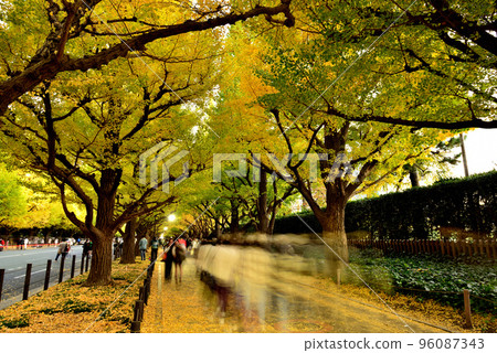 Meiji Jingu Gaien Ginkgo tree lined autumn leaves Meiji Jingu Gaien Ginkgo tree lined autumn leaves 96087343