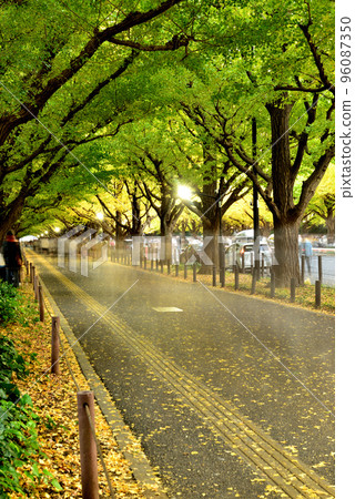 Meiji Jingu Gaien Ginkgo tree lined autumn leaves 96087350