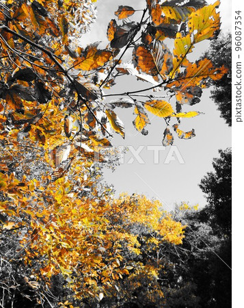 Color & Monotone * 冬天的黃葉 Color & Monotone * 冬天的黃葉 96087354
