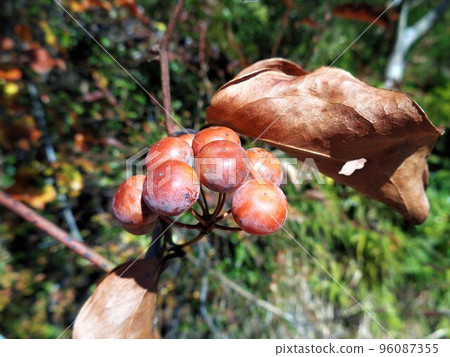 Winter, sarutoriibara fruit 96087355