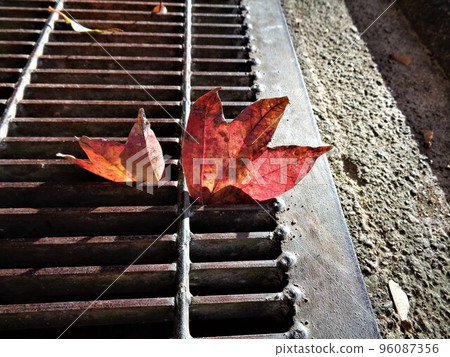 Trident maple leaves and pterygoids on the grating 96087356