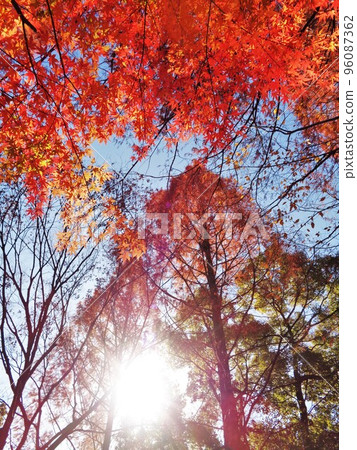 Maple and Metasequoia in backlight and autumn leaves 96087362