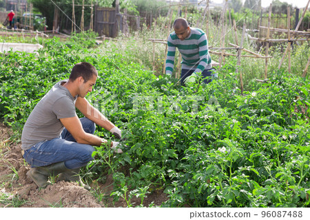 Amateur gardener picking potato beetles from bushes Amateur gardener picking potato beetles from bushes 96087488
