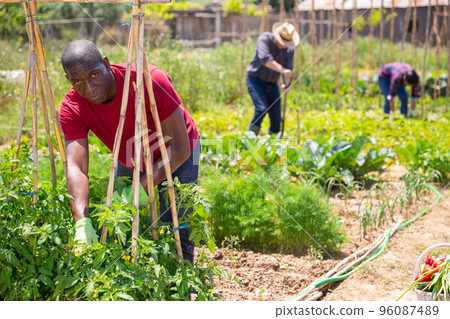 African american man during working with tomatoes seedling African american man during working with tomatoes seedling 96087489