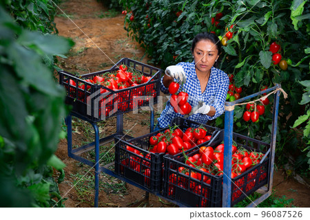 Female latino farmer puts red tomatoes in plastic box for sale 96087526
