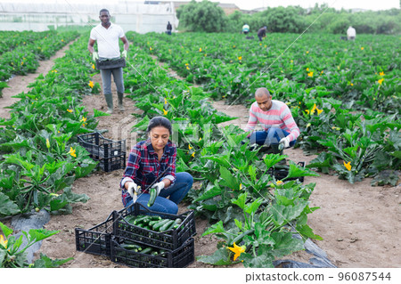 International team of farm workers harvesting zucchini crop International team of farm workers harvesting zucchini crop 96087544