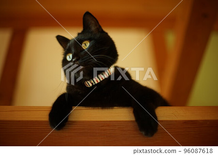 Black cat looking down from the loft 96087618