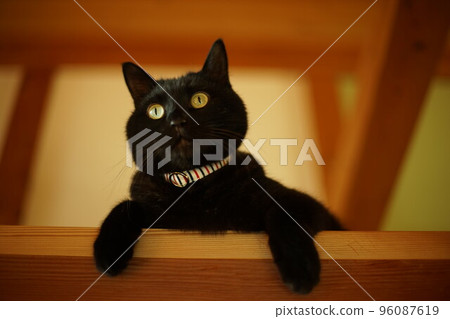 Black cat looking down from the loft 96087619