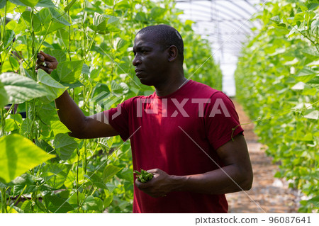 African american farmer harvesting green bean in greenhouse 96087641