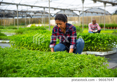 Latina horticulturist checking tomato seedlings grown in hothouse Latina horticulturist checking tomato seedlings grown in hothouse 96087647