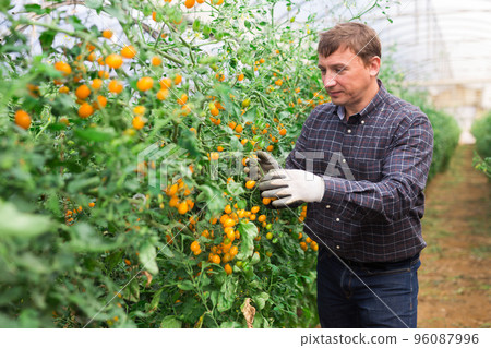 Grower checking crop of yellow cherry tomatoes in greenhouse Grower checking crop of yellow cherry tomatoes in greenhouse 96087996