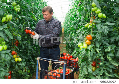 Farm worker gathering crop of tomatoes grown in hothouse 96088092